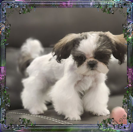 Tiny little female chinese imperial shih tzu puppies for sale teacup